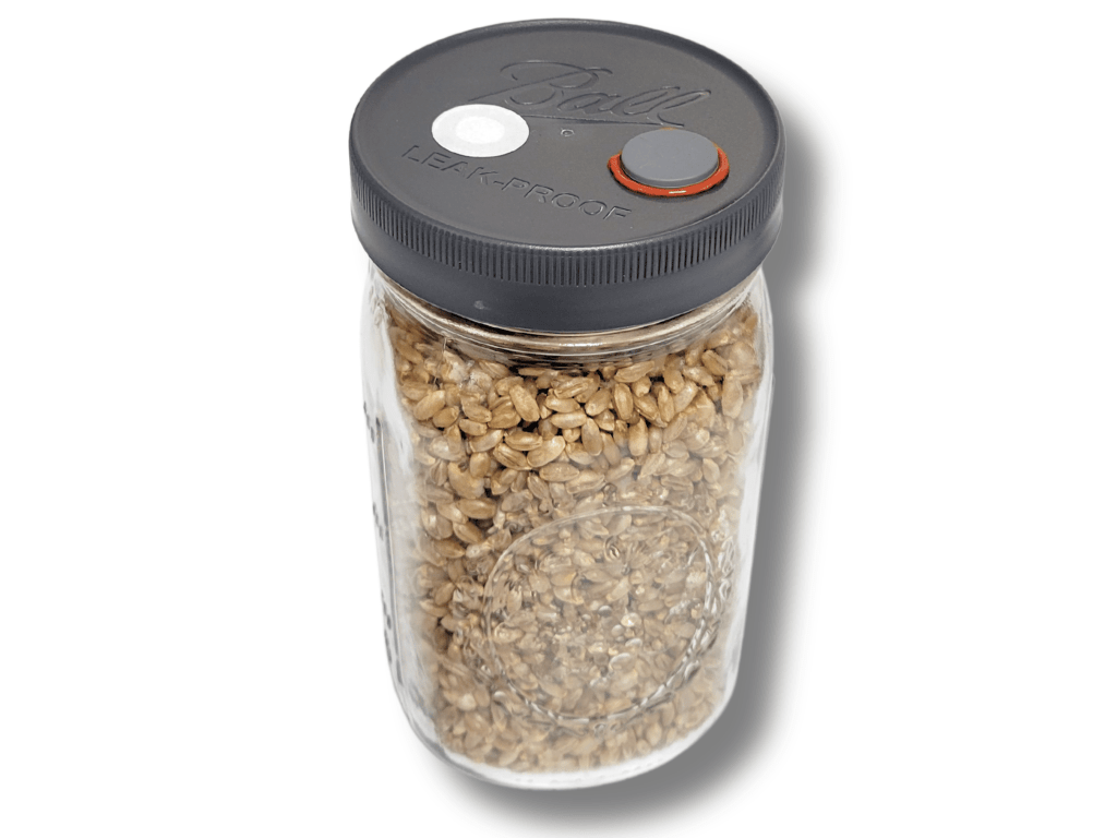 Quart Rye Grain Jar Organic Sterilized Rye Seismic Spore