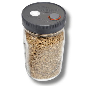 Close-up image of a quart-sized rye grain jar, showcasing the grains and the lid's details