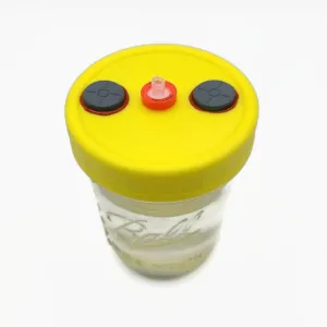 300 mL liquid culture solution in pint size jar with yellow lid