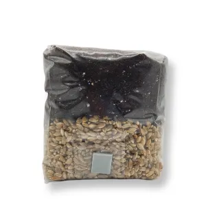 1.5 lb mushroom grow bag front view with rye grain and substrate