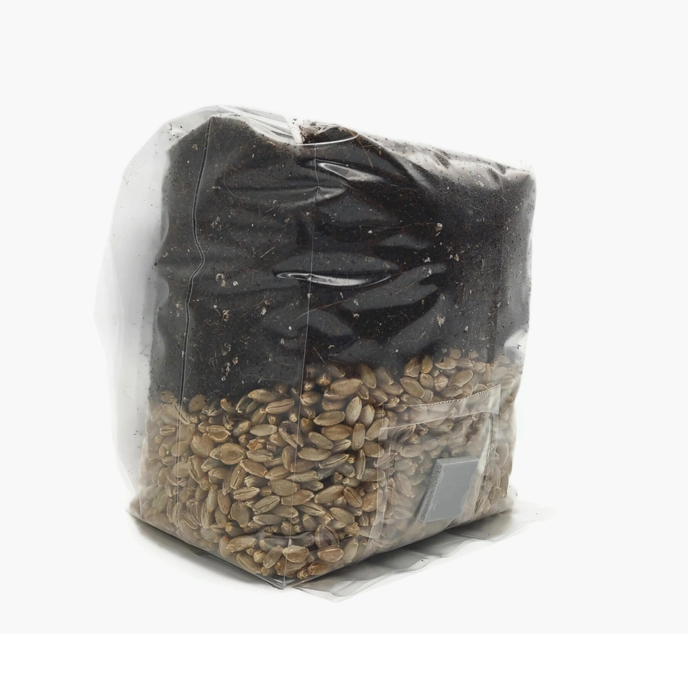 Angled view of 1.5 lb mushroom grow bag with rye grain and substrate