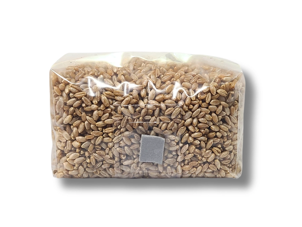 2 lb organic rye grain bag for mushroom cultivation