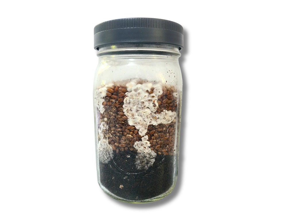 Colonized all-in-one mushroom grow jar with visible mycelium growth