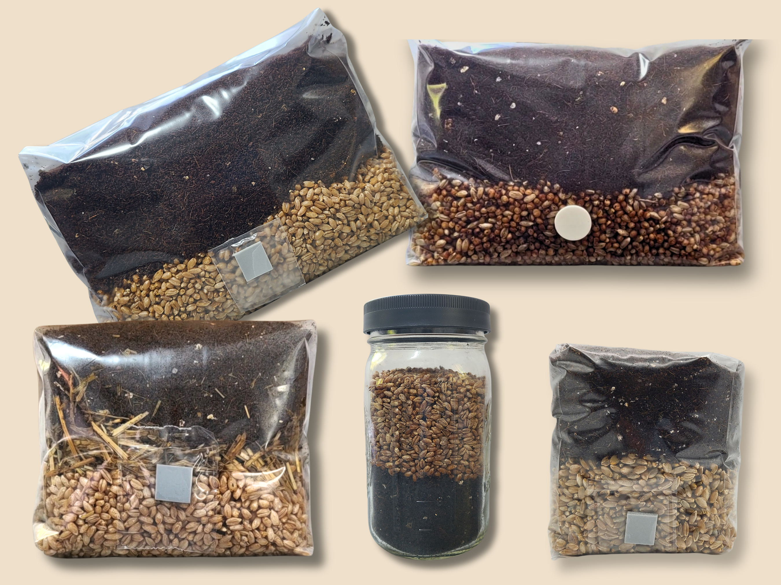 Front view of a medium All-In-One mushroom grow bag with distinct layers of grain and CVG substrate and a self-healing injection port