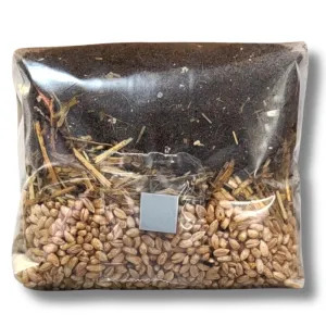 2.5 lb mushroom grow bag with rye grain, CVG, and straw mix