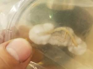 A tissue clone from a grocery store mushroom growing on an agar plate.