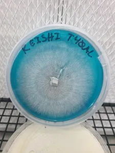 A petri dish labeled 'Reishi T400AL' with blue-tinted agar and dense radial mycelium growth.