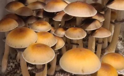 Grow Bags to Monotubs: Transitioning the Seismic Way