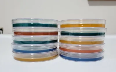 Why Every Mushroom Grower Needs MEA Agar Plates