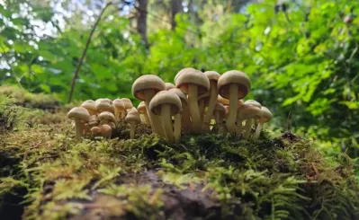 Paul Stamets: the Good, the Bad, and the Ugly