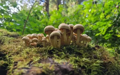 Paul Stamets: the Good, the Bad, and the Ugly