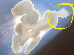 Healthy mycelium growth highlighted in yellow on a contaminated agar plate.