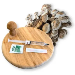 Shiitake Liquid Culture Syringe - 10 ml