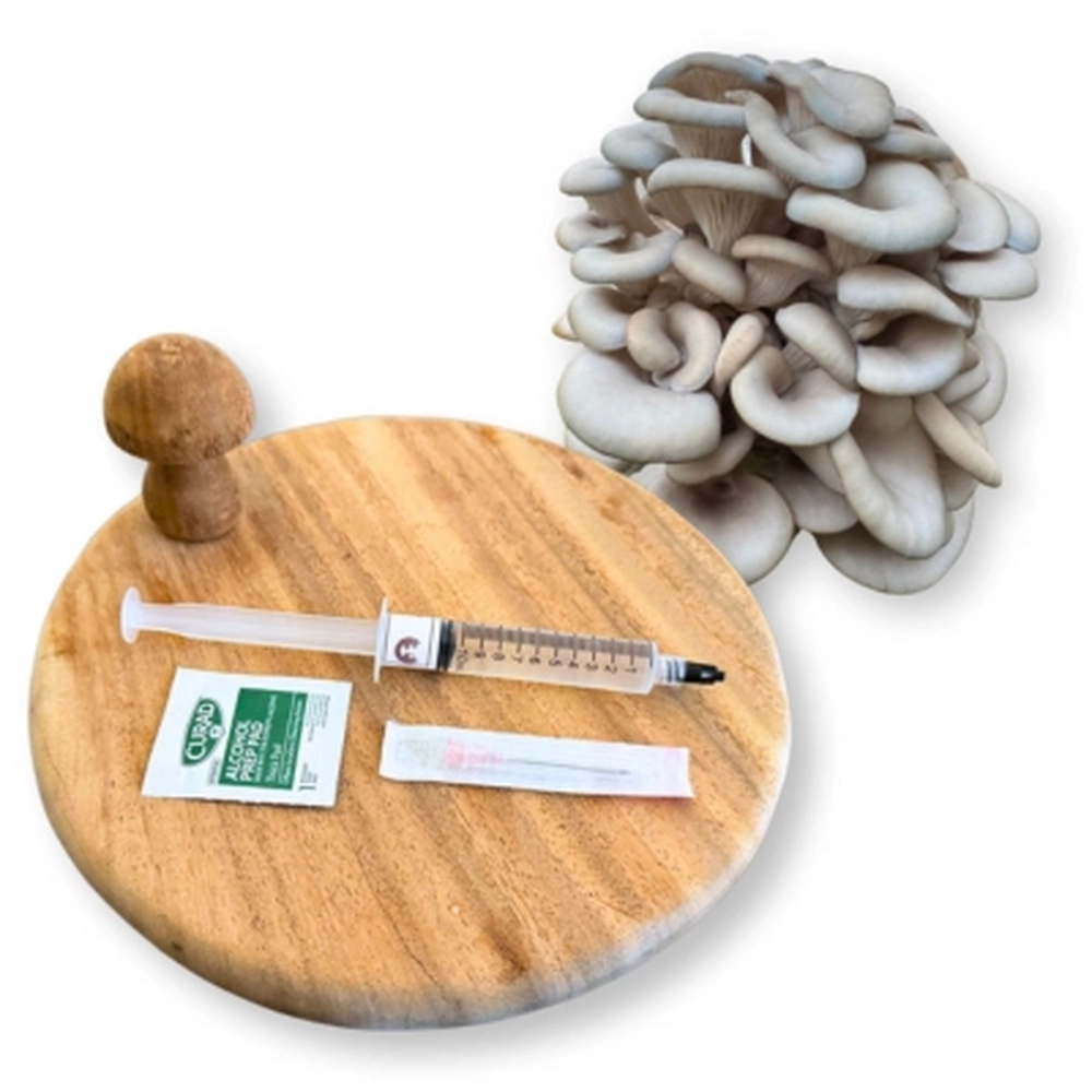 Blue Oyster liquid culture syringe kit with mushroom cluster