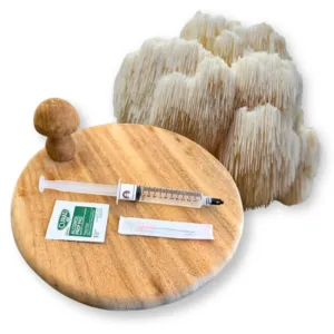 Lion’s Mane liquid culture syringe with needle, alcohol swab, and mushrooms on a wooden board