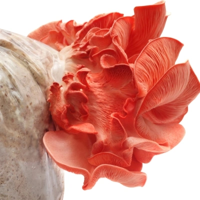 Pink Oyster Liquid Culture Syringe - 10 ml - Image 2