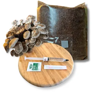 Shiitake mushroom grow kit with mushrooms, substrate bag, and liquid culture syringe on a wooden tray