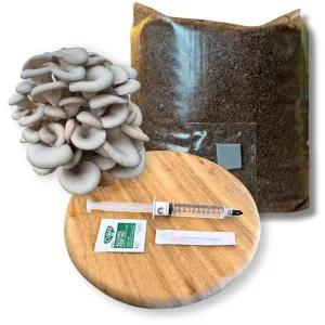 Blue Oyster mushroom grow kit with mushrooms, substrate bag, and liquid culture syringe on a wooden tray