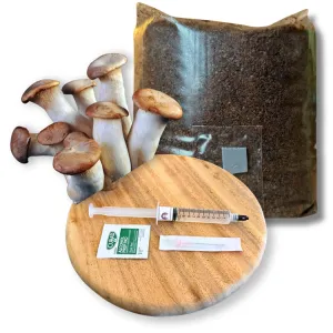 King Oyster Mushroom Grow Kit – Substrate & Liquid Culture Display