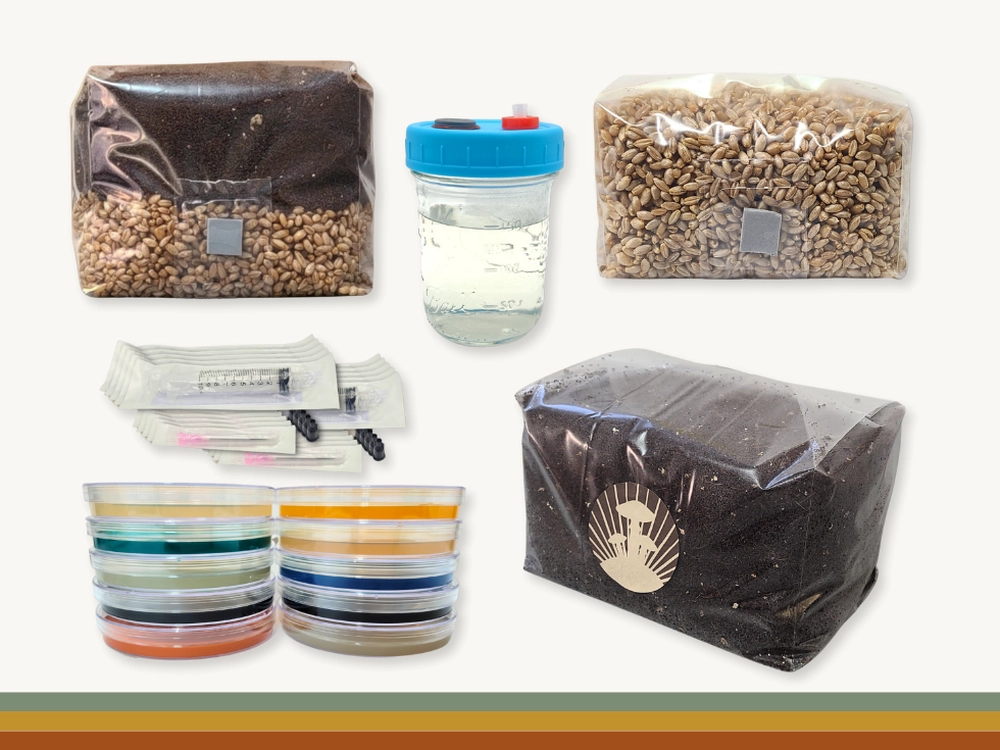 A CVG substrate bag in the foreground with three quart-sized rye grain jars positioned in the background