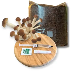 Pioppino mushroom grow kit with mushrooms, substrate bag, and liquid culture syringe on a wooden tray